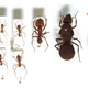 Image for article titled 10 Frightening Facts You Probably Didn't Know About Ants